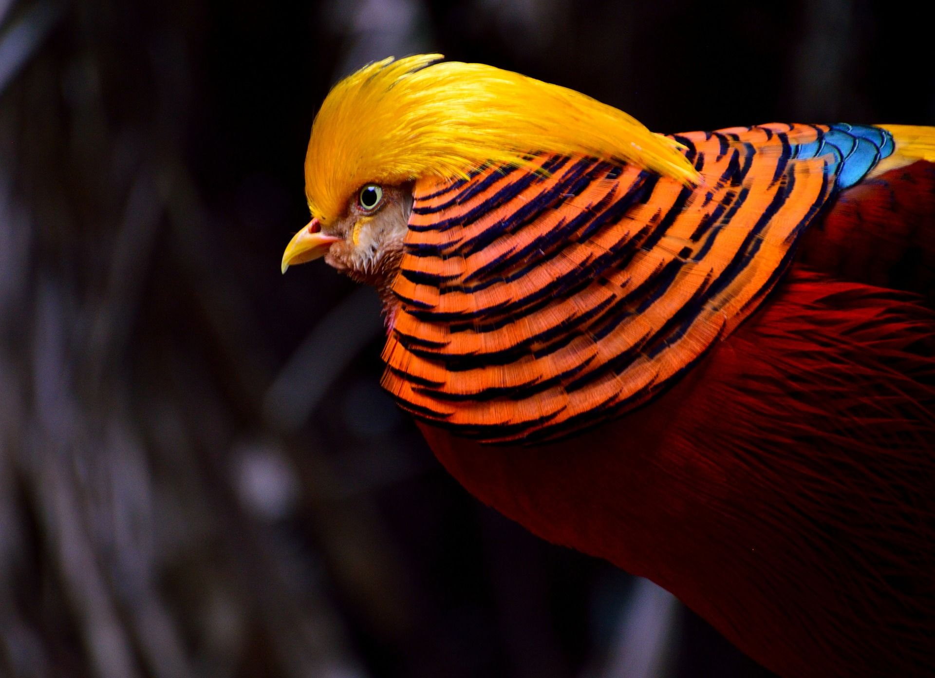 Самая редкая птица красивые фото и картинки