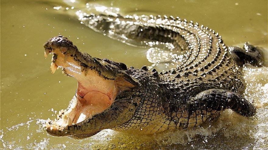 Фотографии животных африки - крокодил