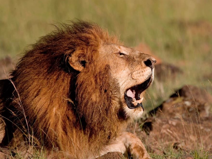 Фотографии животных африки - лев