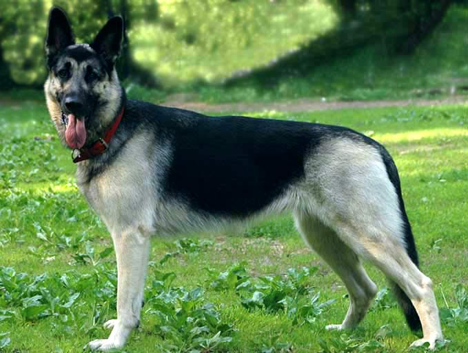 Порода собаки -- восточно-европейская овчарка