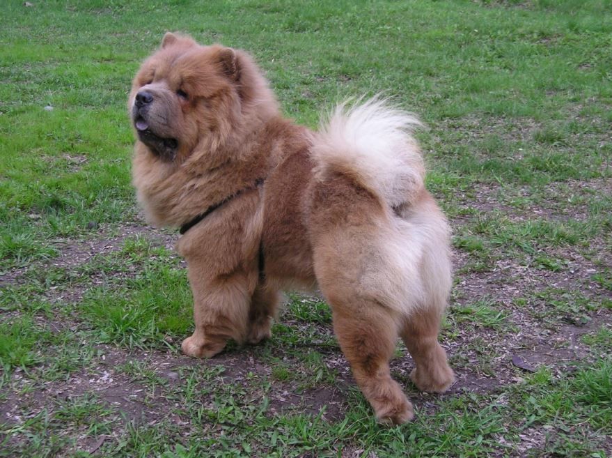 Самая большая собака - тибетский мастиф