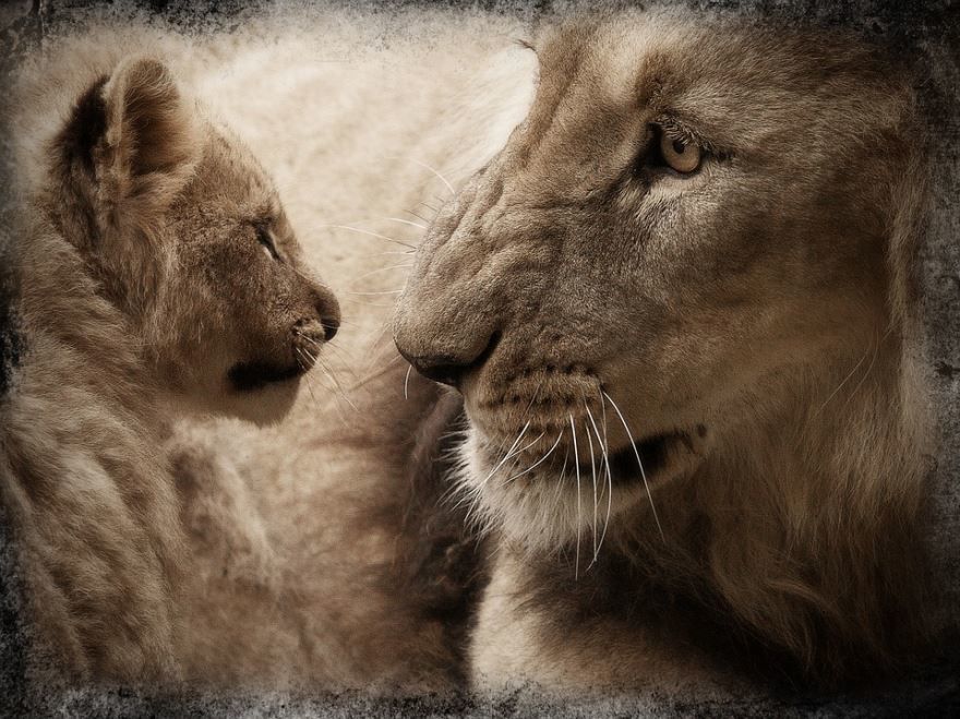 Лев и его детеныш, фото