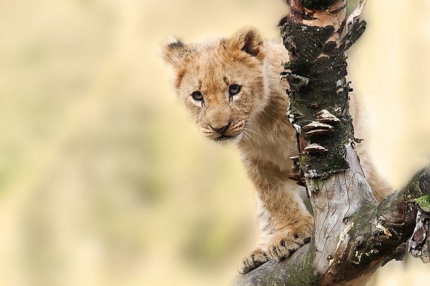 Фото маленького львенка в дикой природе