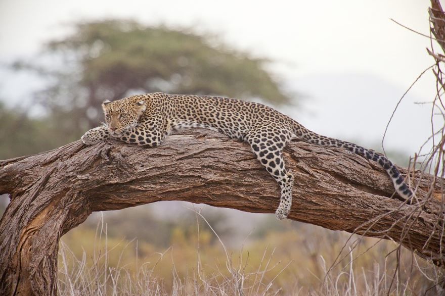 Леопард в дикой природе, фото