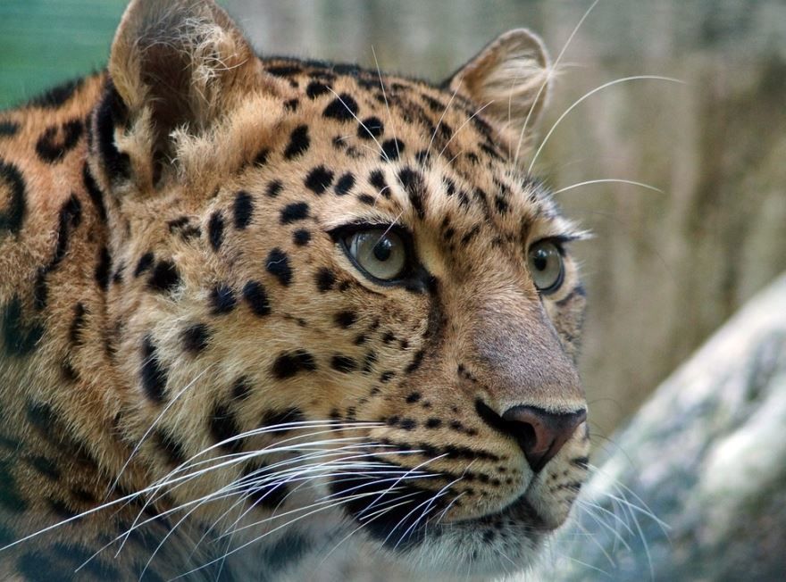 Фото дальневосточного леопарда, онлайн бесплатно