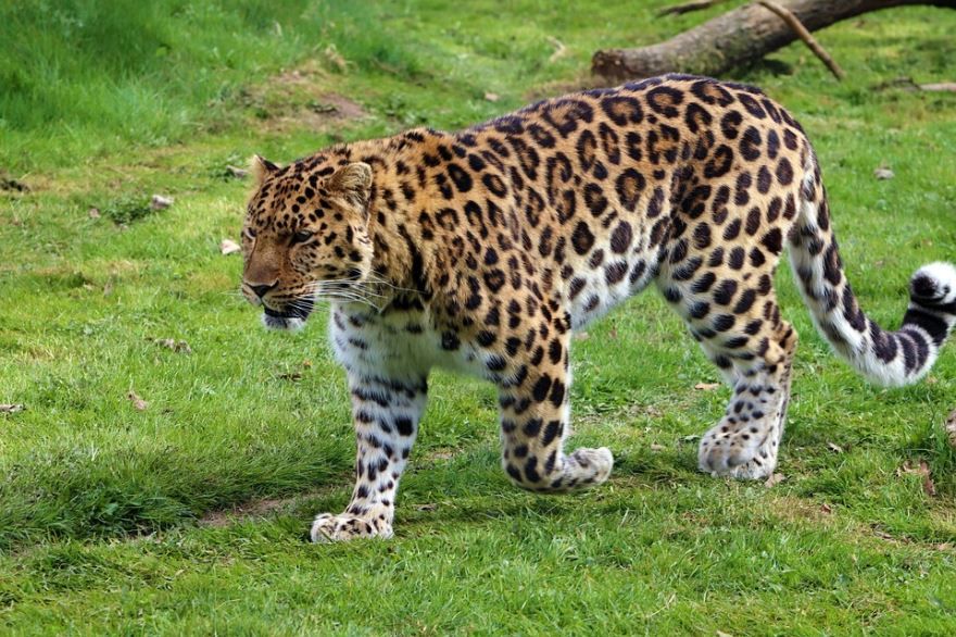 Фото дальневосточного леопарда