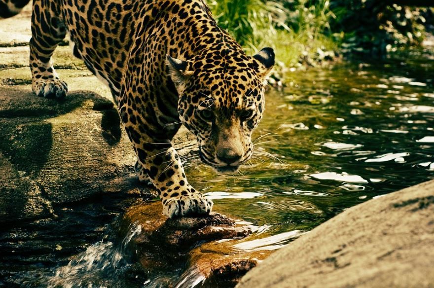 Картинка дальневосточный леопард в дикой природе