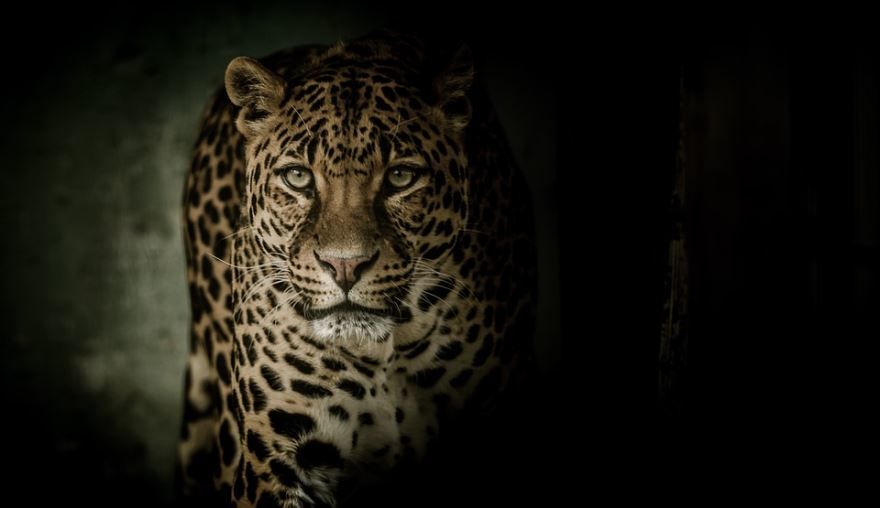 Фото дальневосточного леопарда, бесплатно