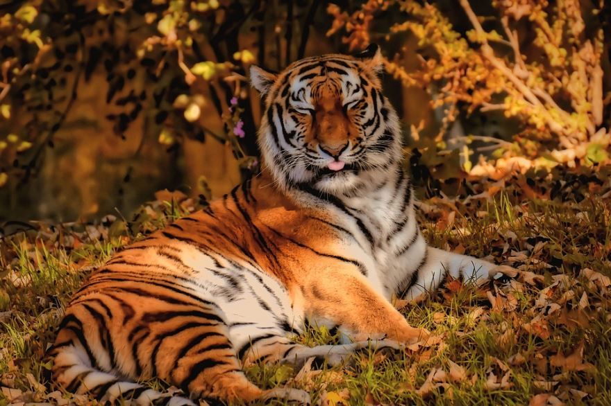 Оригинальное фото тигра в природе