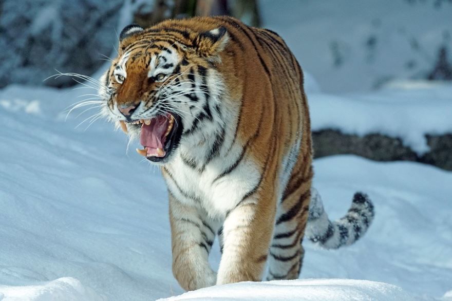 Фото тигра в дикой природе