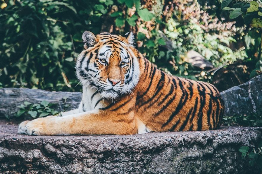 Очень красивый тигр в живой природе