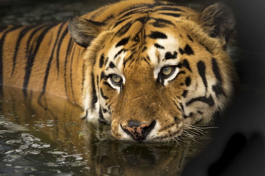 Картинка тигра в природе