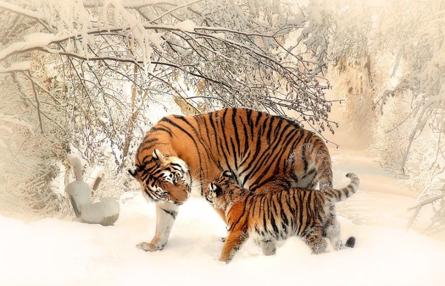 Тигр с тигренком в природе, красивая картинка