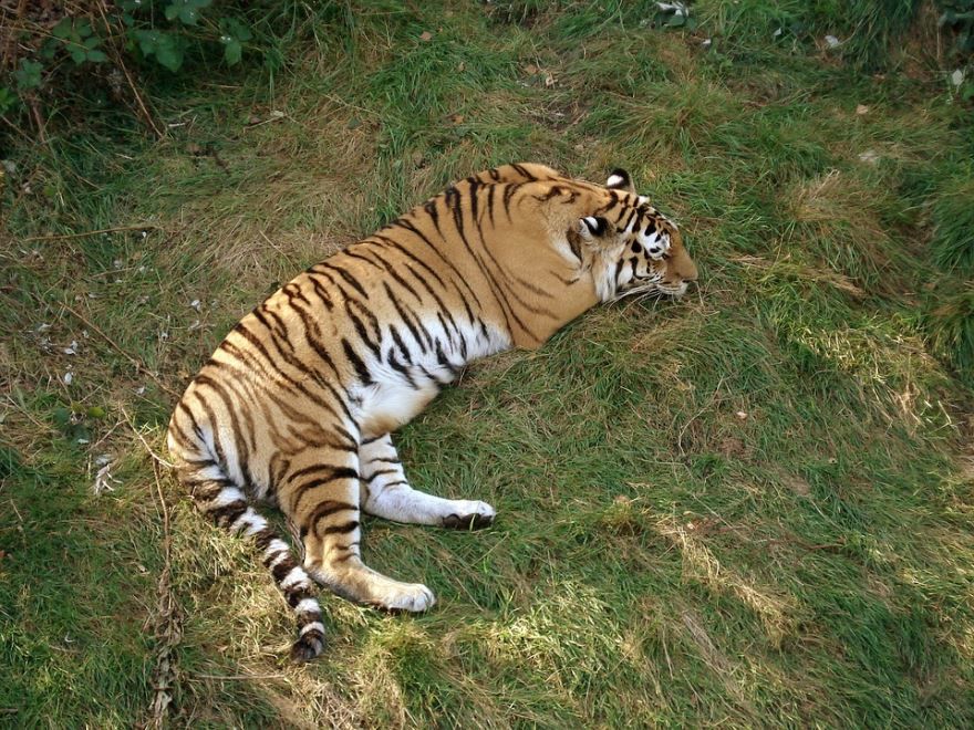 Фото уссурийского тигра