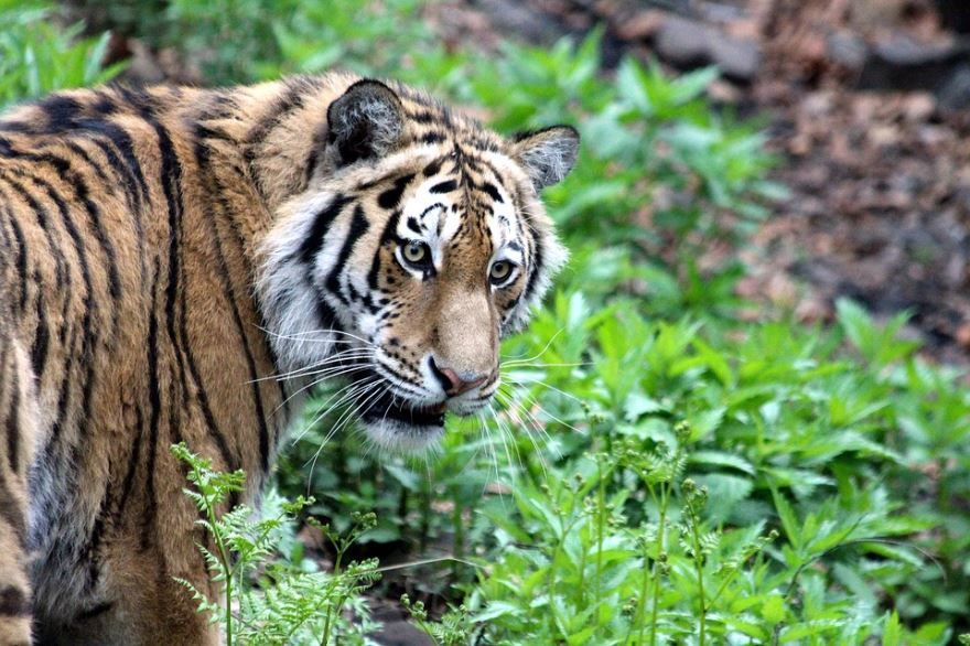 Амурский тигр в дикой природе, фото