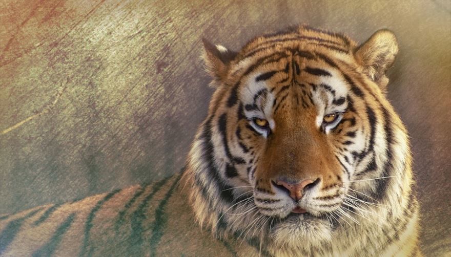 Хищное животное, уссурийский тигр, картинка