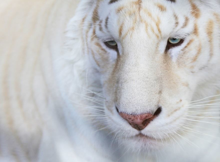 Красивая картинка белого тигра