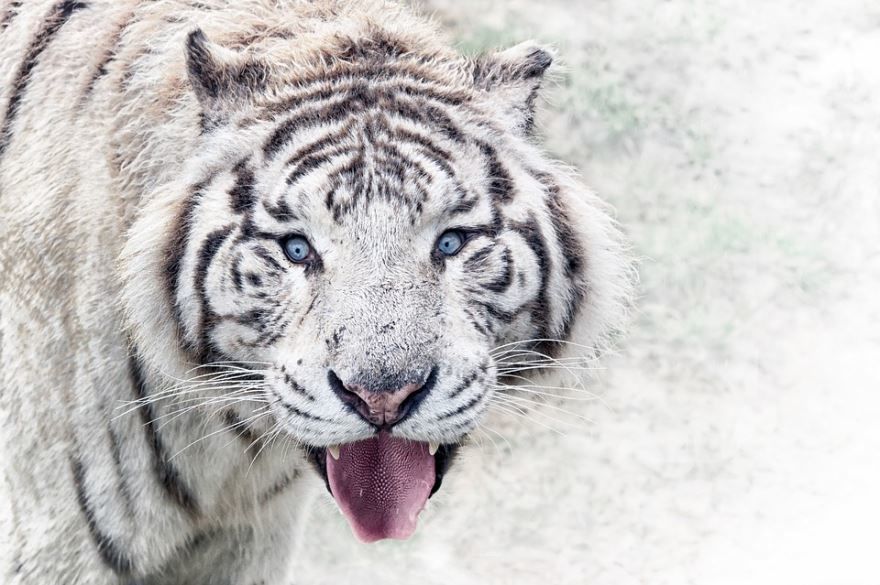 Красивая картинка белого тигра