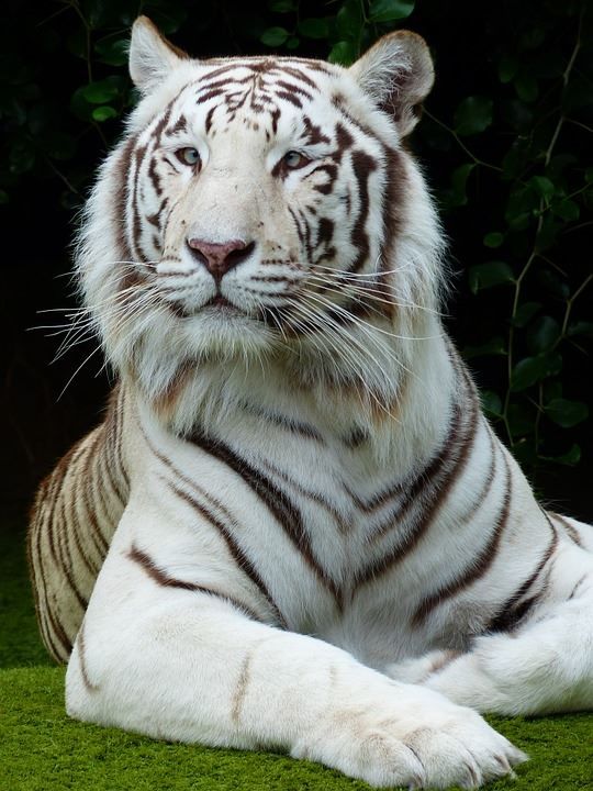 Фото белого тигра онлайн бесплатно