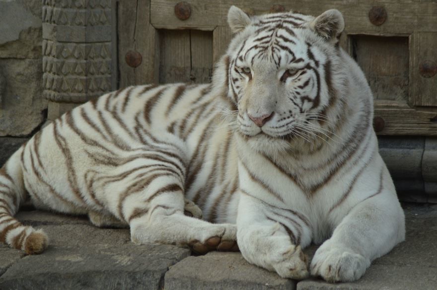 Скачать фото белого тигра бесплатно