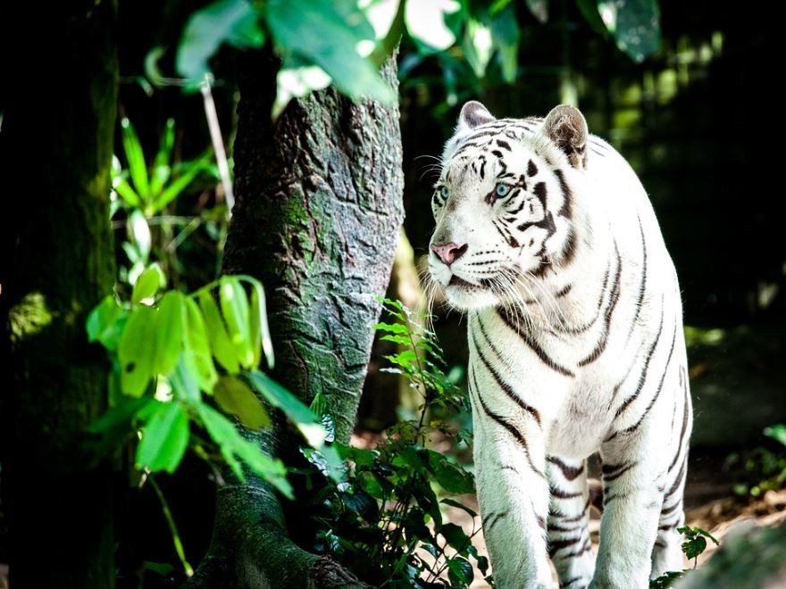 Фото белого тигра в дикой природе