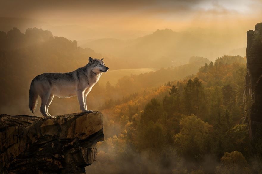 Фото серого волка, бесплатно для скачивания