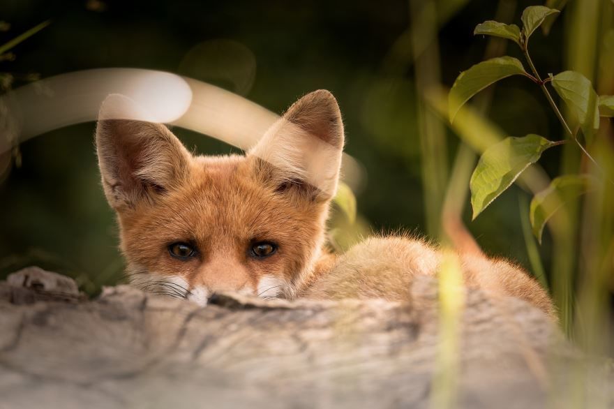 Скачать прикольные фото красивой лисы
