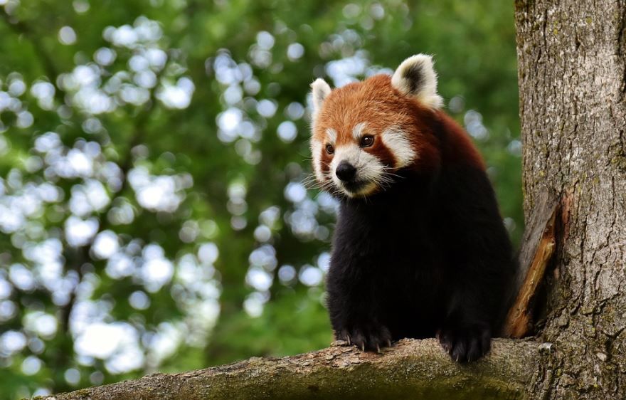 Скачать фото милых красных панд бесплатно