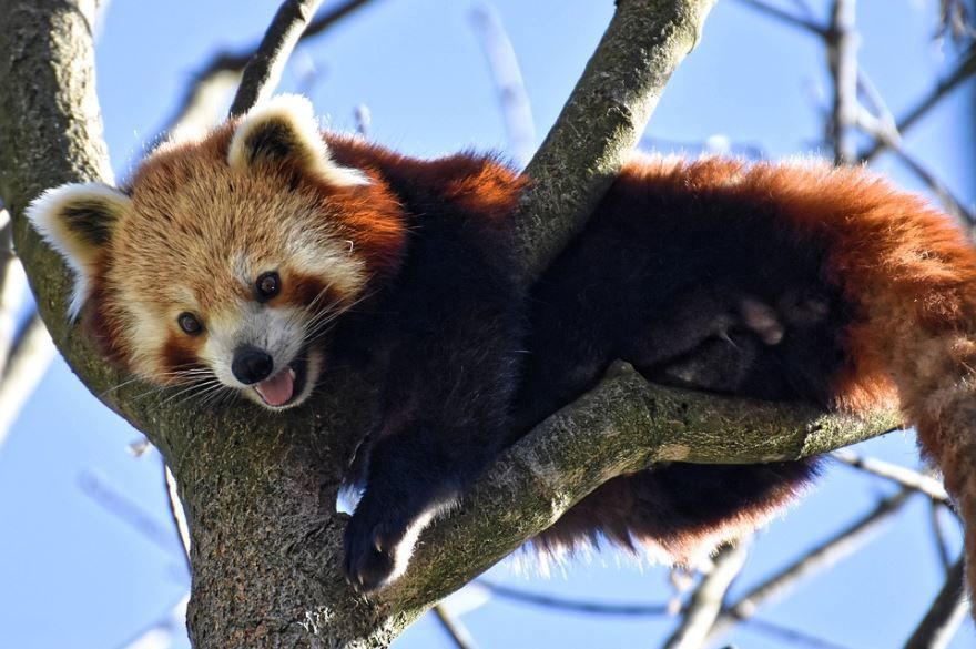 Лучшие фото прикольных и смешных красных панд