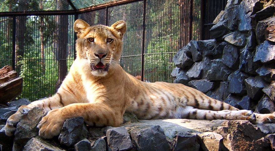 Фото самого большого животного рода кошачьих - лигра