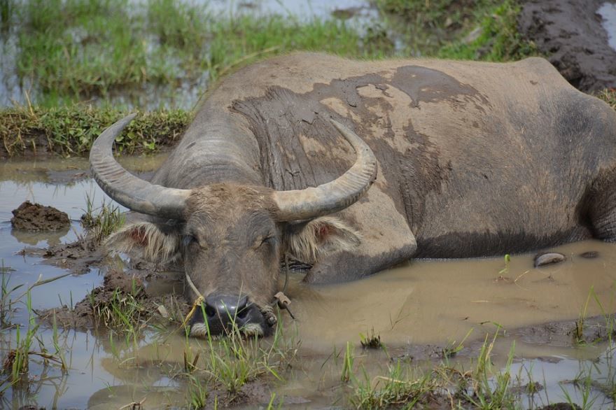 Фото буйвола с огромными рогами