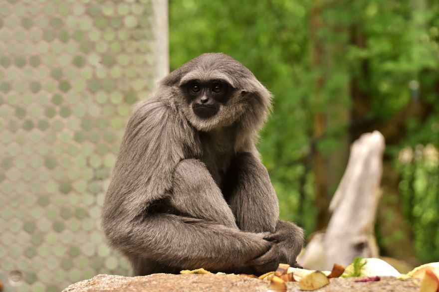 Лучшие фото обезьяны гиббон