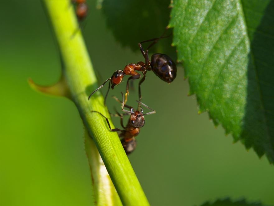Смотреть картинку красивого муравья на природе