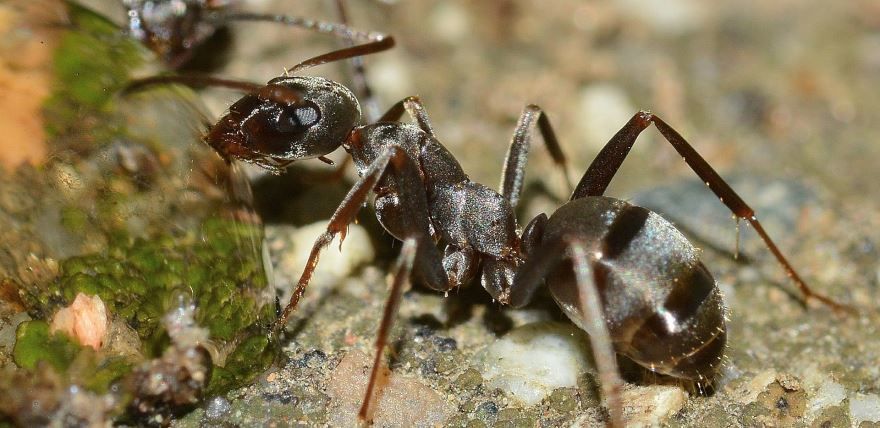Смотреть красивые фото черного муравья на природе