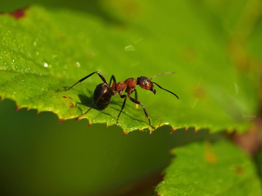 Смотреть бесплатно красивые картинки рыжего муравья