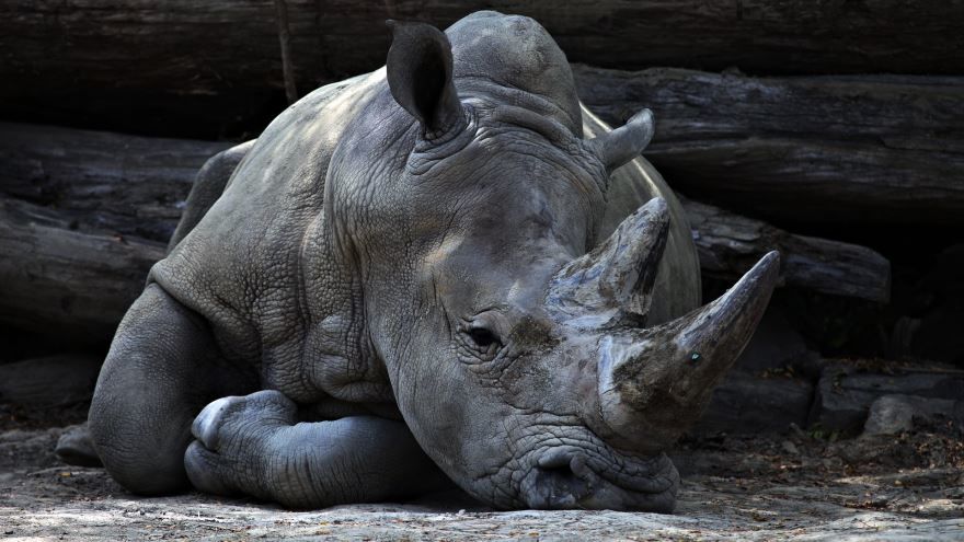 Скачать бесплатно картинку носорога в хорошем качестве