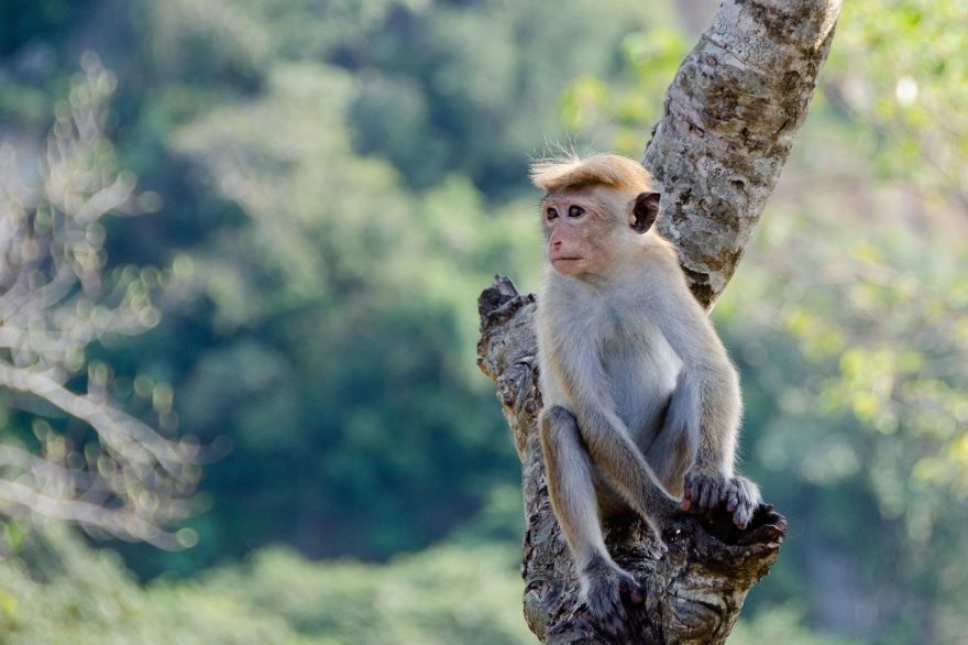 Смотреть красивые картинки дикой обезьяны на природе