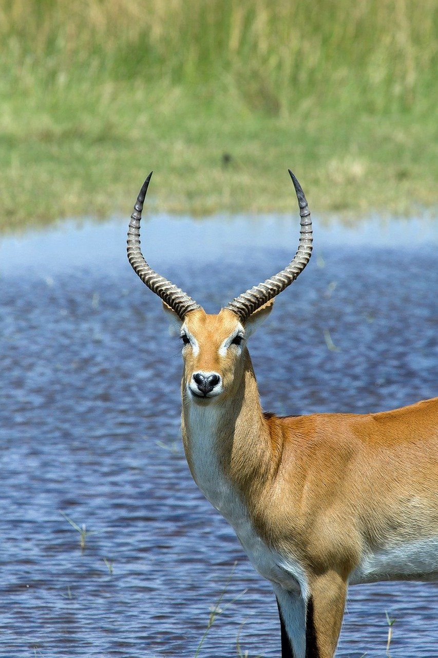 Красивое фото антилопы