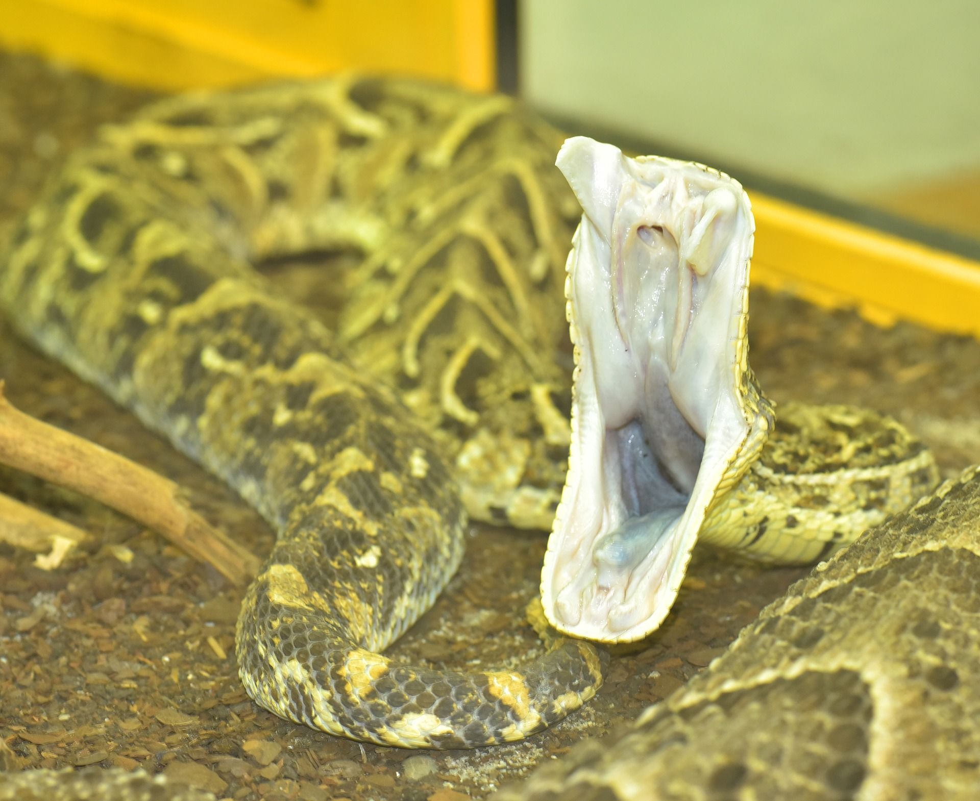 Лучшие фото змеи гадюки