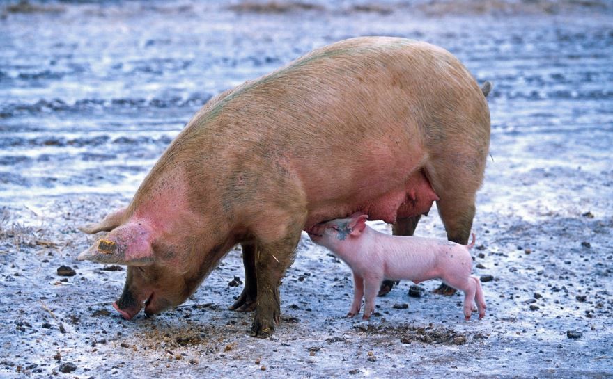 Скачать бесплатно интересное фото свиньи на природе