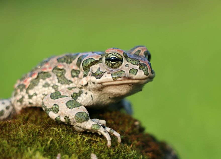 Фото красивых жаб