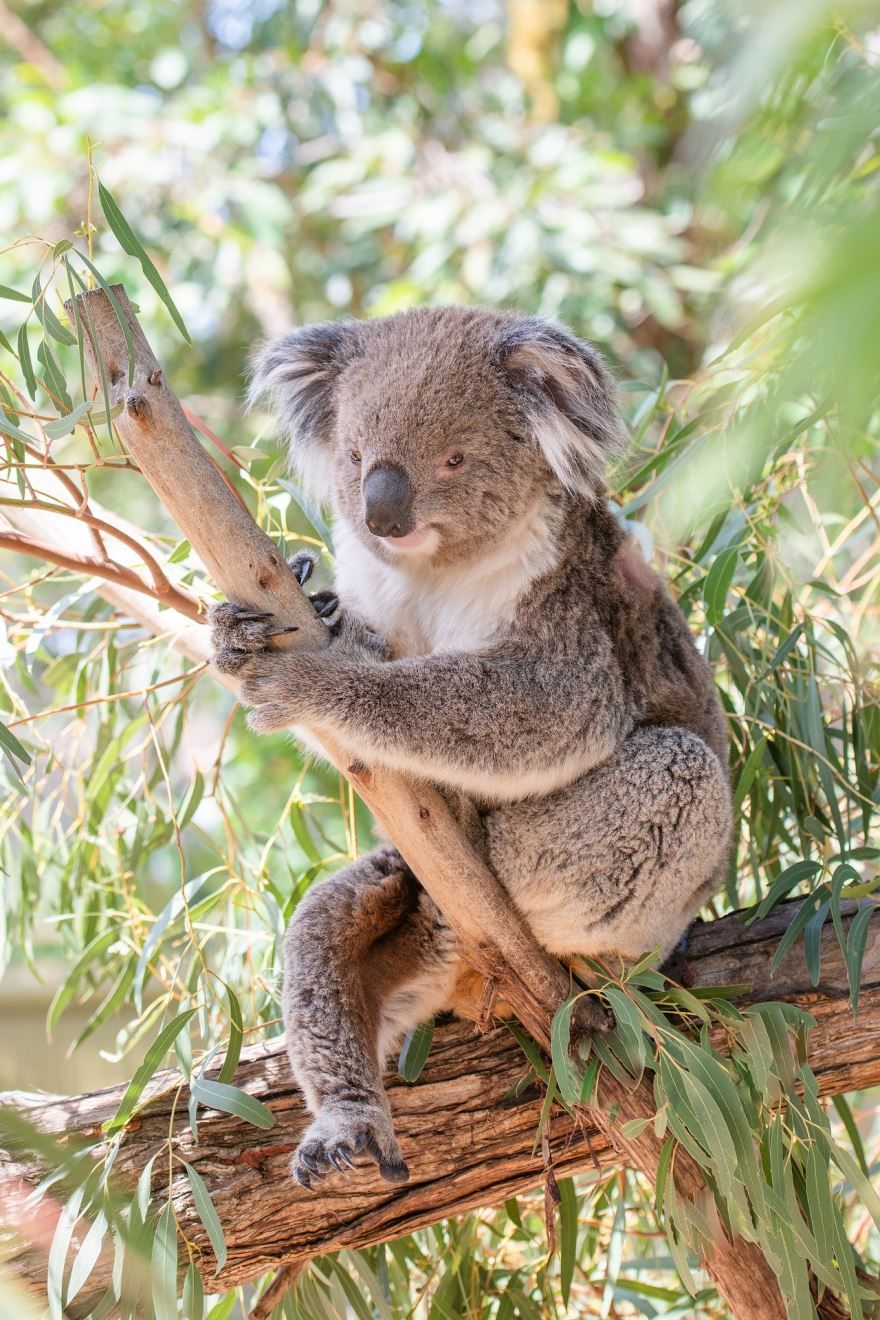 Бесплатные фото и картинки коалы для детей
