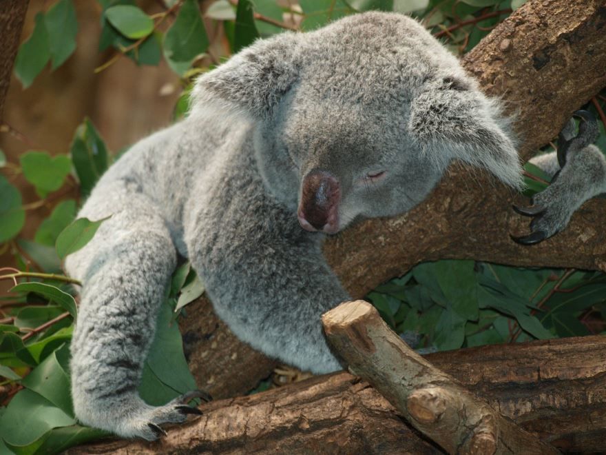 Смешные фотографии коалы