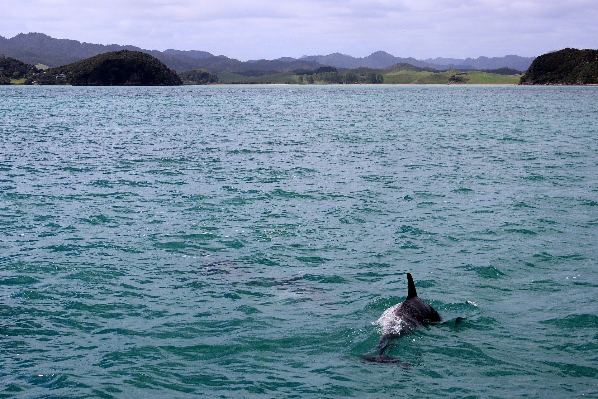 Смотреть Фото дельфина онлайн