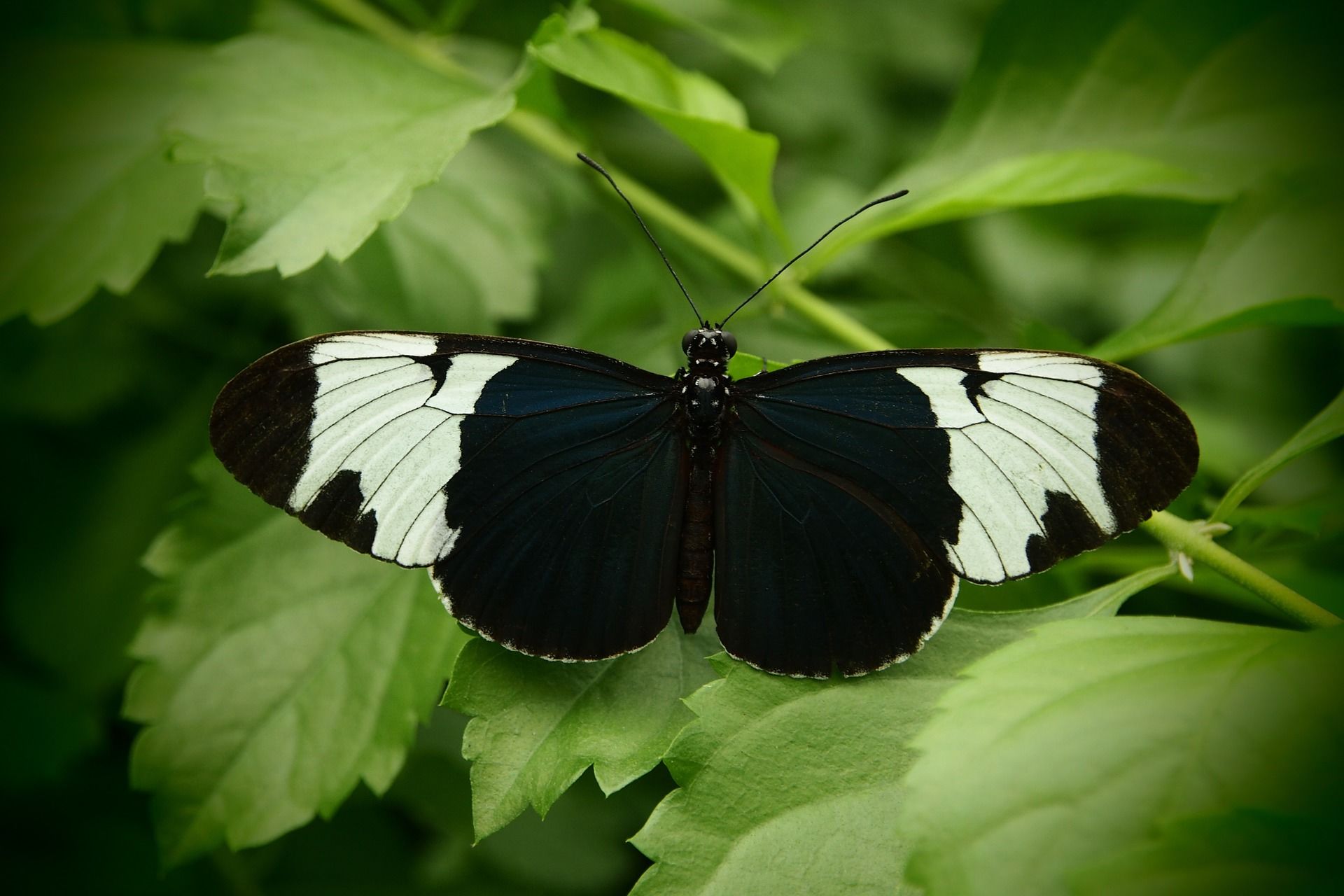 Фото черной бабочки в хорошем качестве