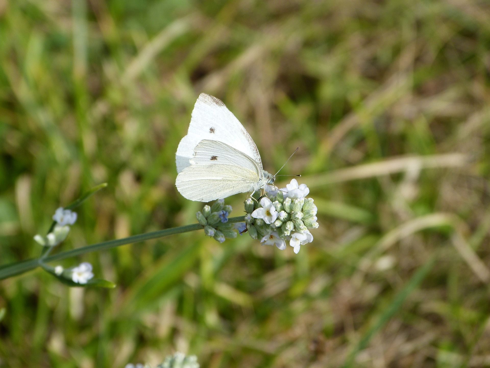 Фото бабочки белого цвета