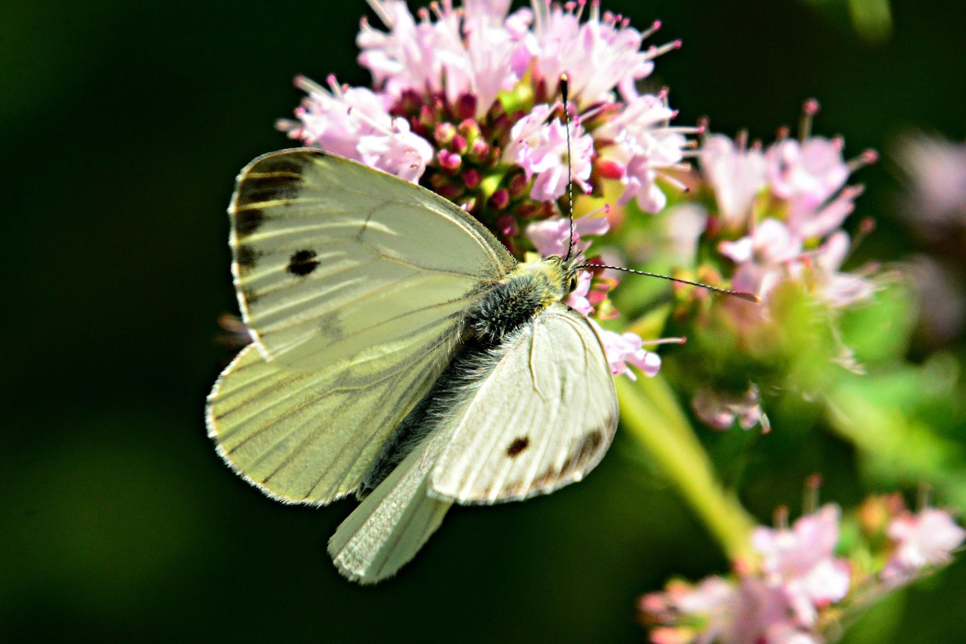 Фото бабочки с белыми крыльями