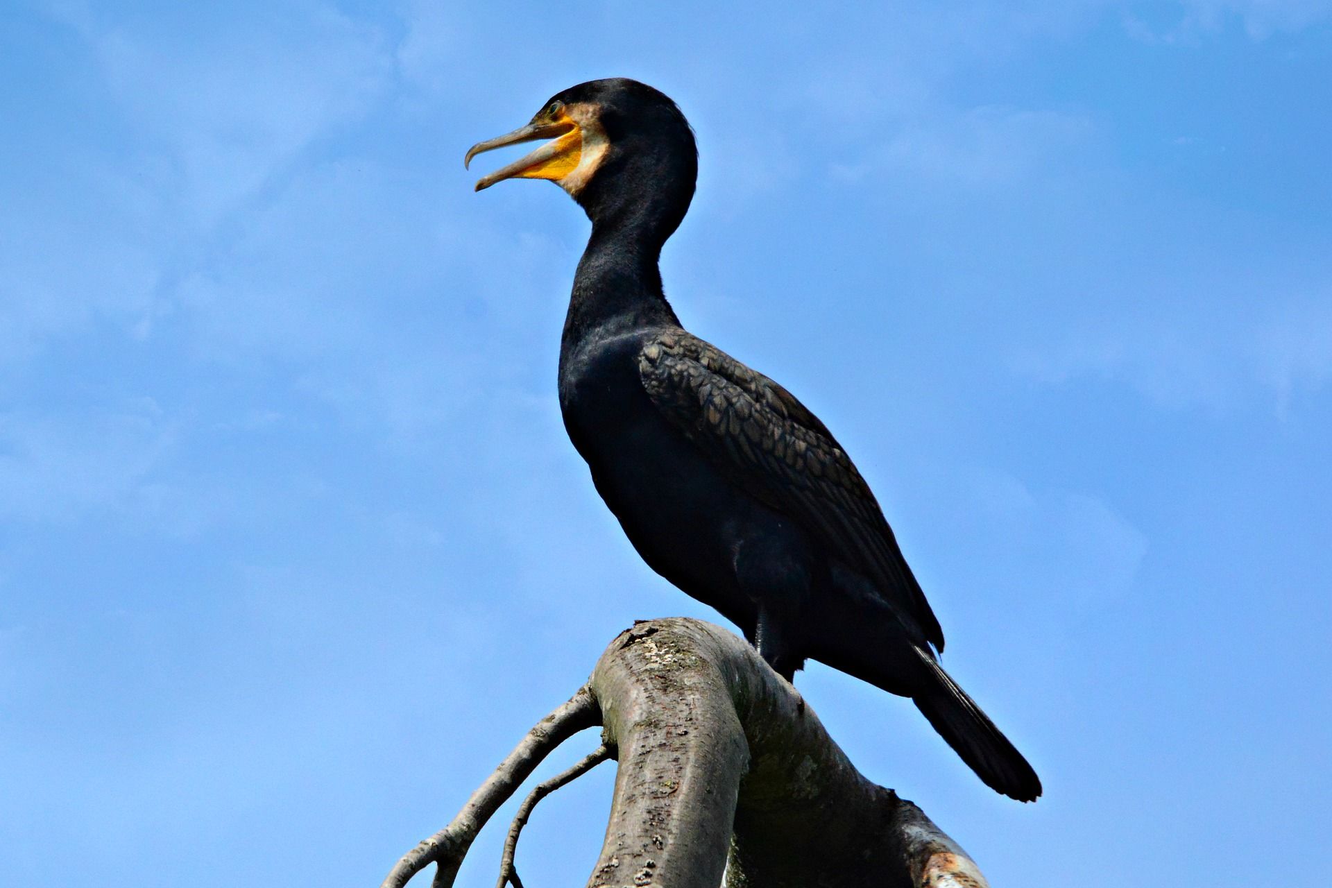 Фото черноморской птицы - баклана