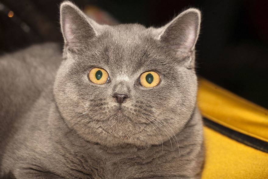 Фото британской кошки с желтым цветов глаз