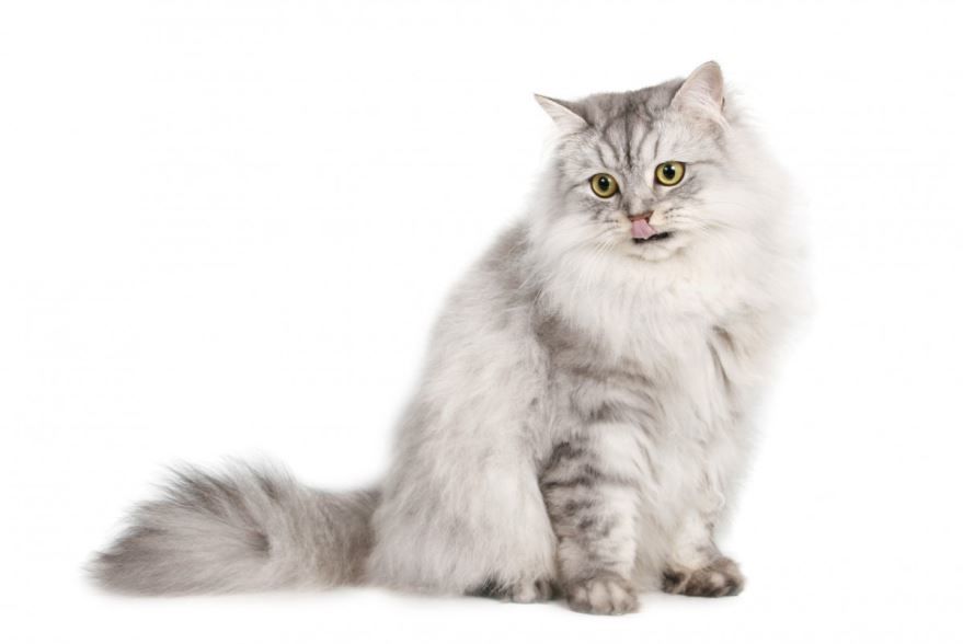 Фото с описанием белого сибирского кота